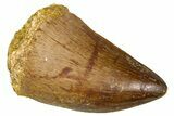 Fossil Mosasaur (Thalassotitan) Tooth - Morocco #374605-1